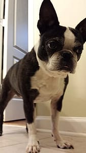 Phoebe - Maya Van Lines Mascot and expert mover - Maya Van Lines Moving Company, Atlanta GA Image: Phoebe - Maya Van Lines Mascot and expert mover - Maya Van Lines Moving Company, Atlanta GA